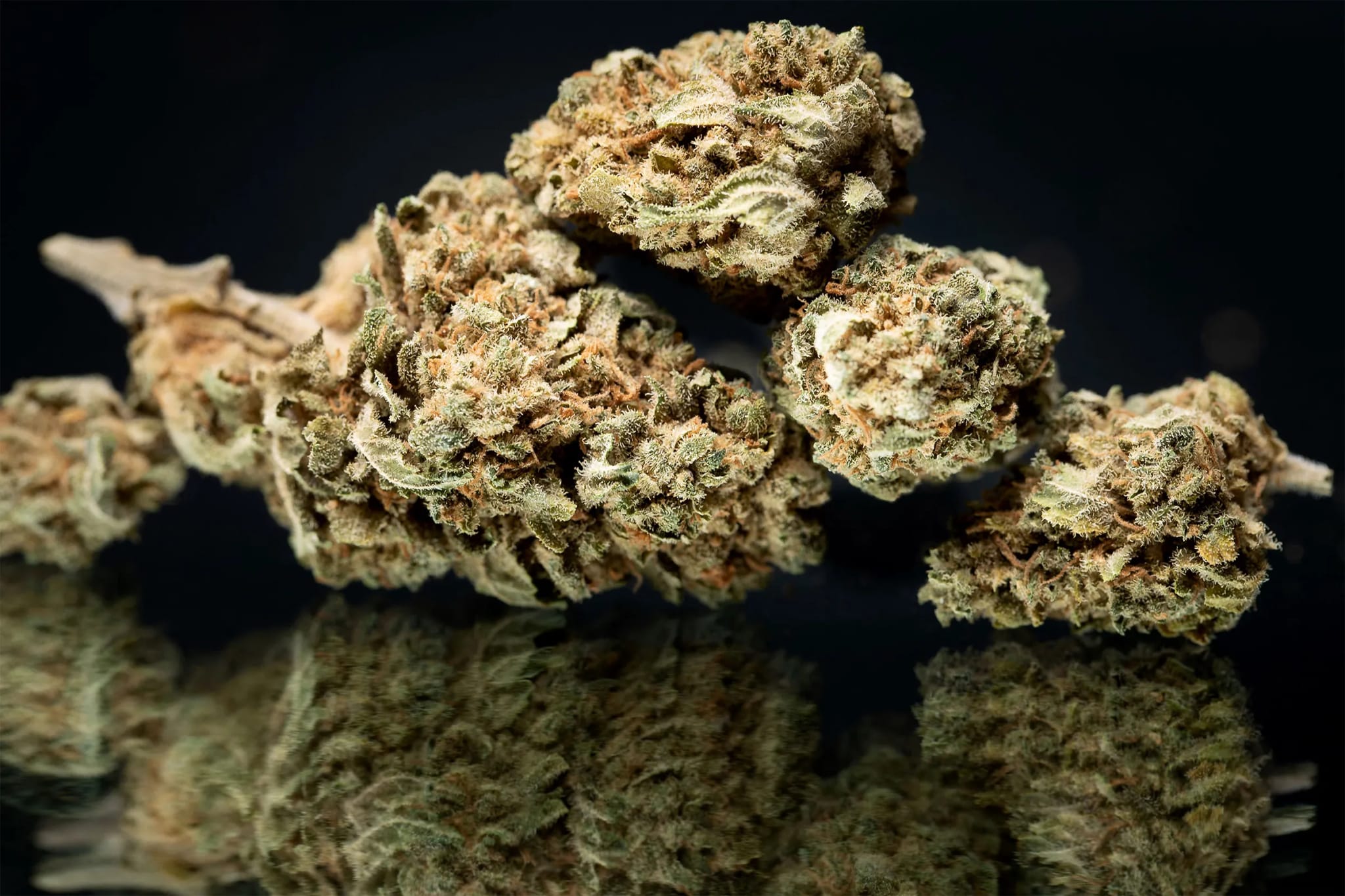 Compra al por mayor con calidad garantizada gracias a small buds CBD wholesale de La Cosechera