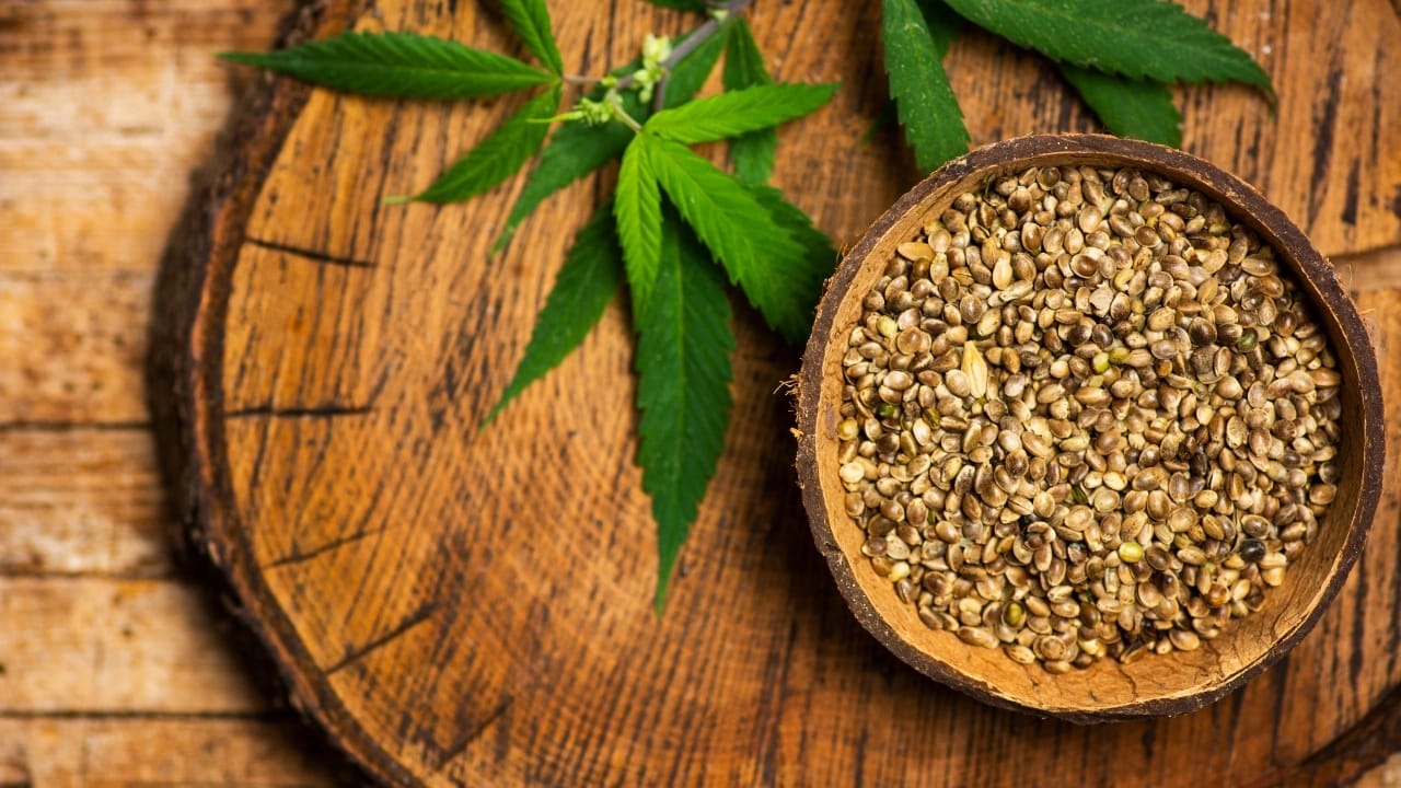 UK Guide to THCA Flower: Medical Insights and Legal Overview