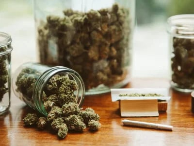 Compra al por mayor con calidad garantizada gracias a small buds CBD wholesale de La Cosechera