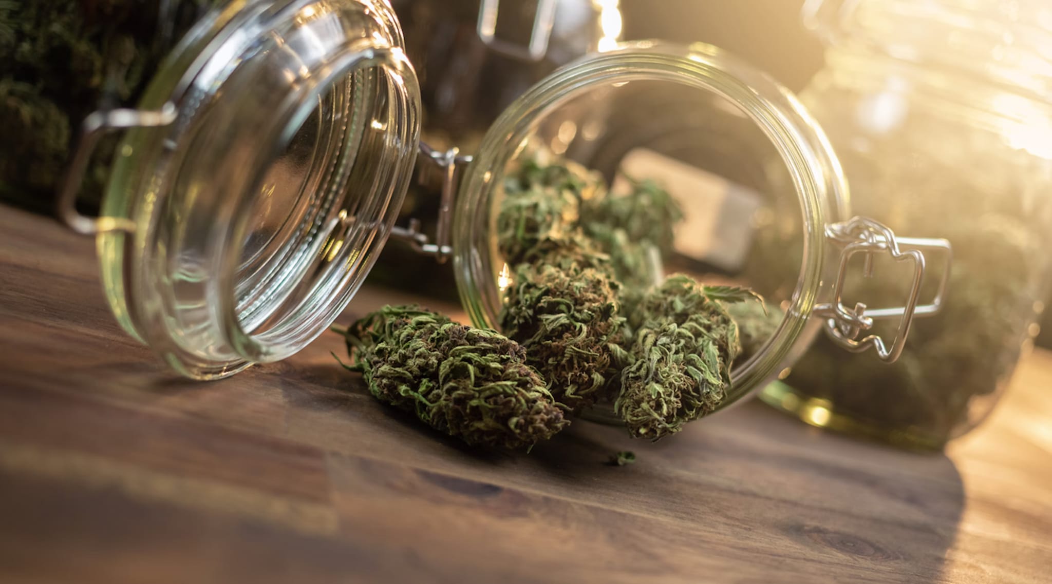 Premium Cannabis Made Easy with Coastal Delivery and Our Handpicked Strain Selection