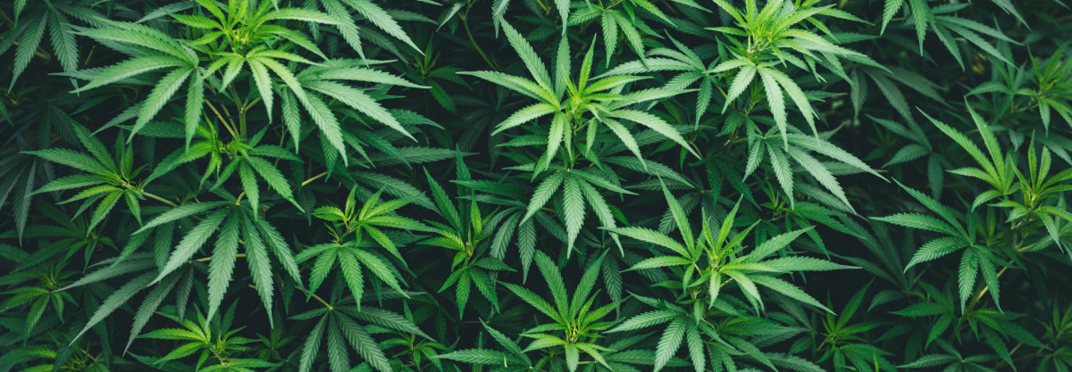 Buy Marijuana Buds UK – Premium Quality Cannabis Delivered Fast