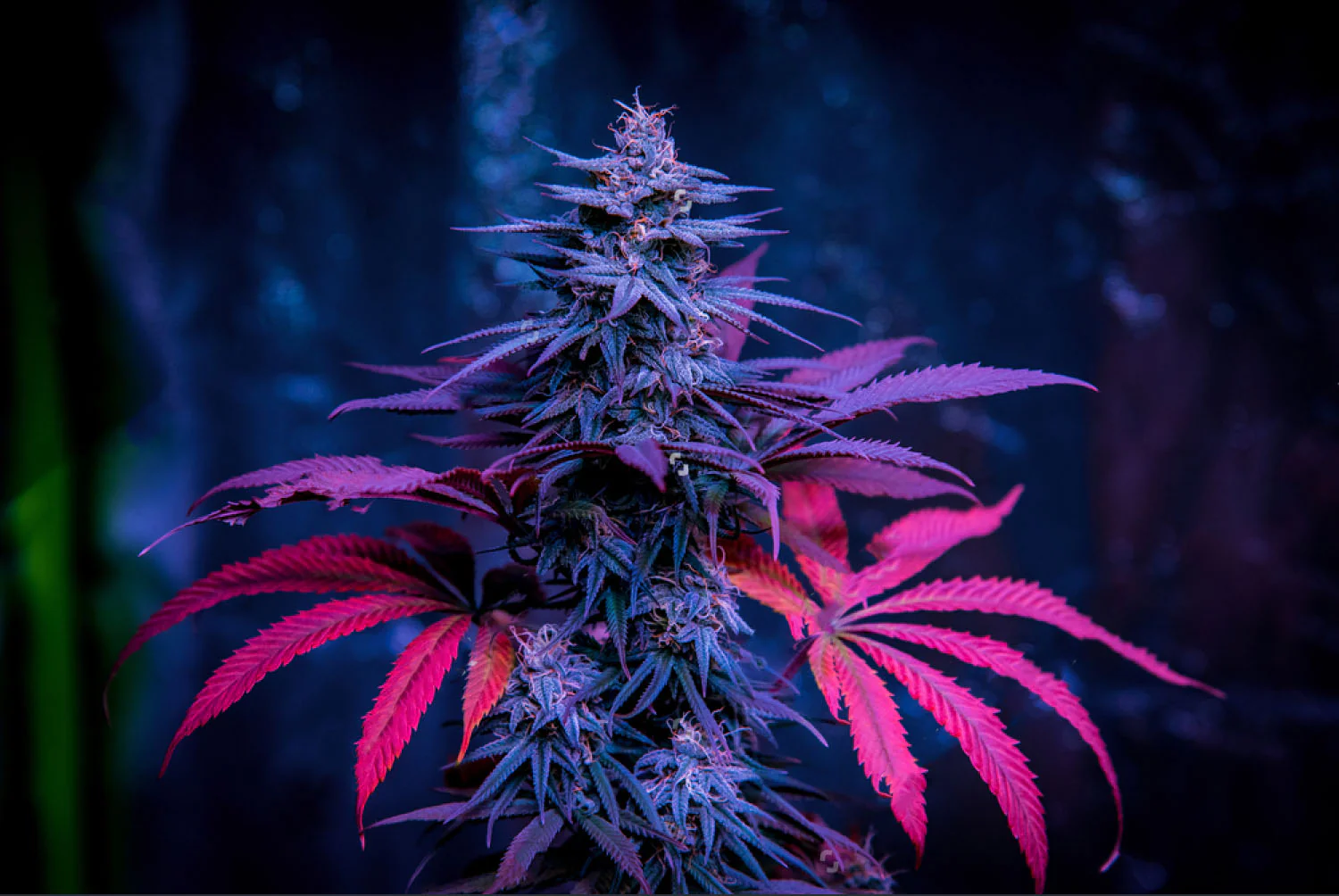 Shop CBD