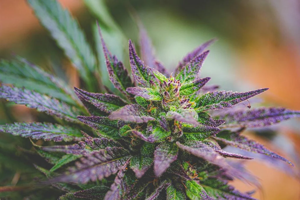Shop Marijuana Buds Europe – Premium Quality & Fast Delivery